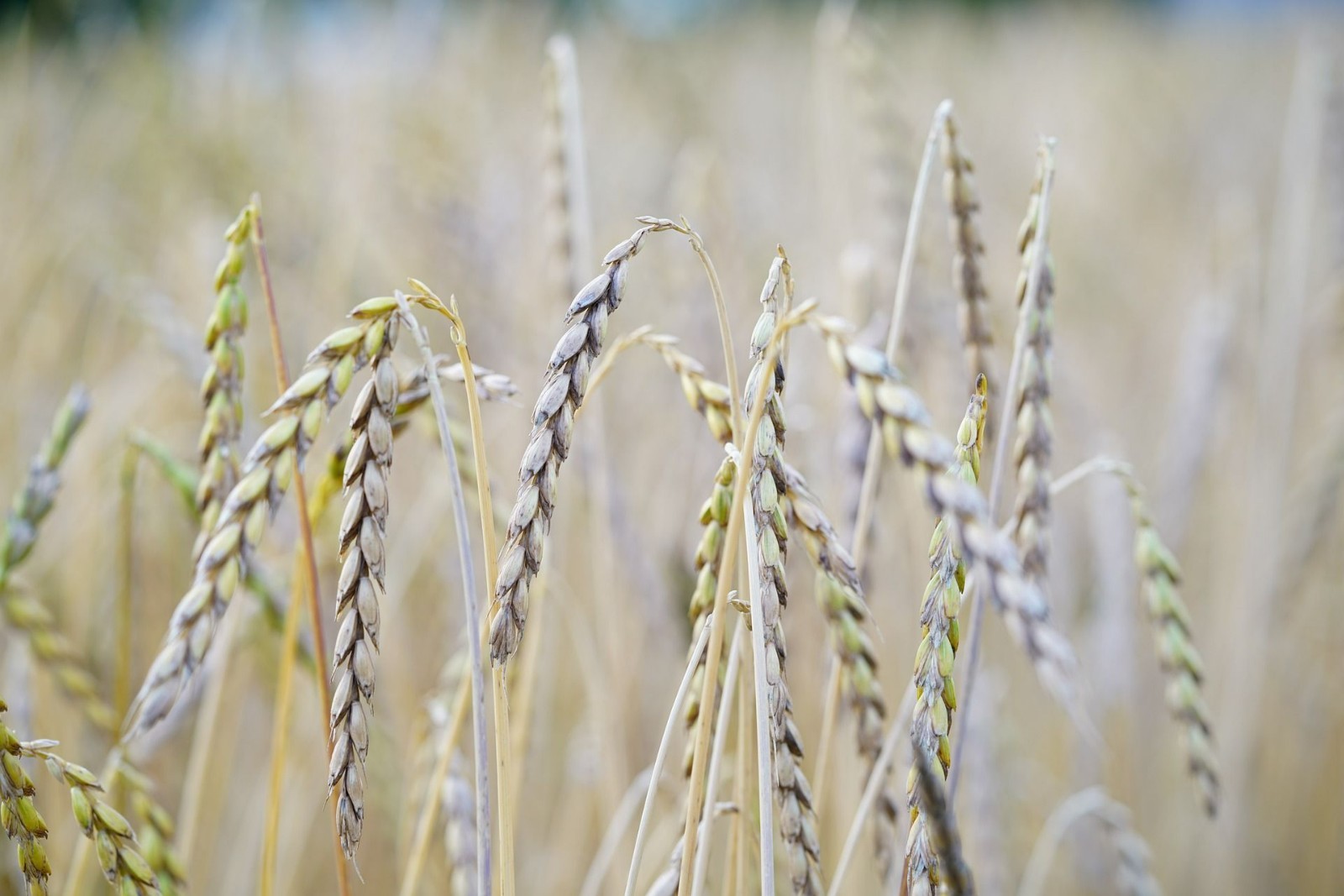 100 Organic Spelt Seeds -Dinkel Heritage Heirloom