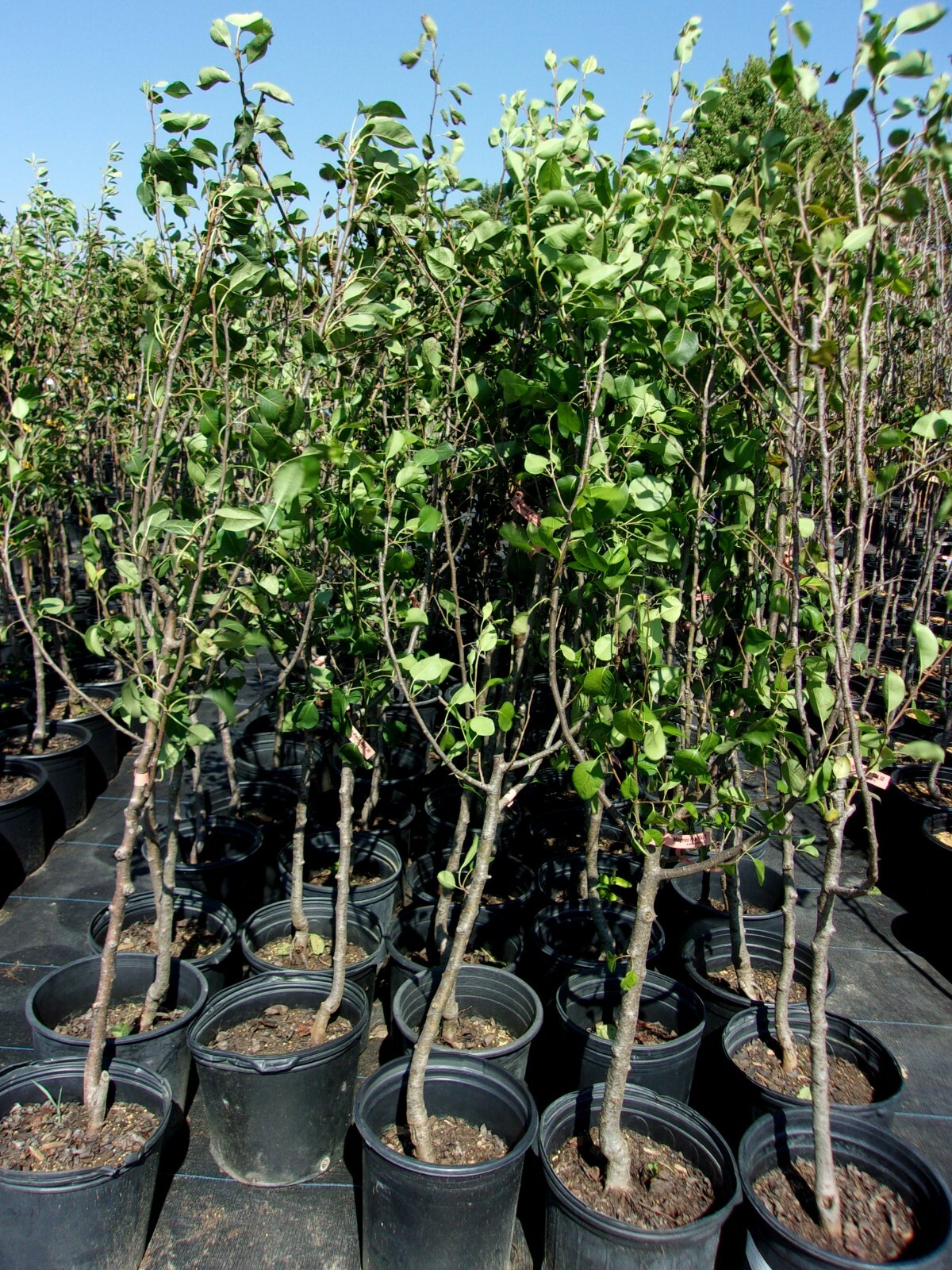 SHINKO ASIAN PEAR 4-6 FT Tree New Plant Healthy Sweet Fruit Trees Pears Plants