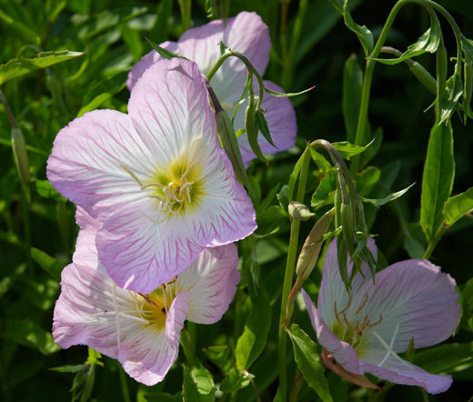 SHOWY EVENING PRIMROSE Oenothera Speciosa – 6,000 Bulk Seeds