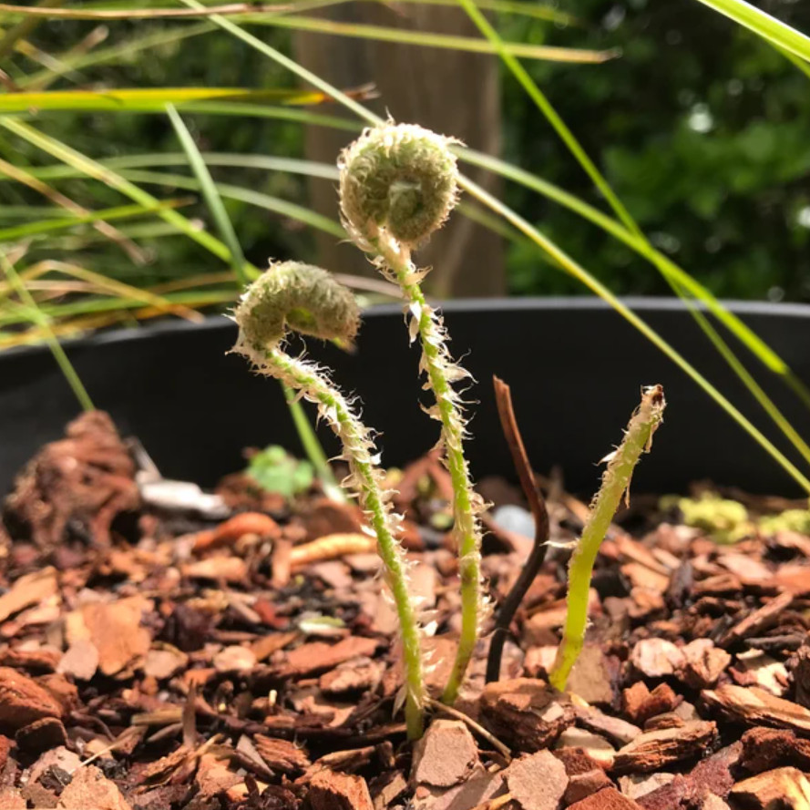 5 Christmas Fern Rhizomes/Roots – Fresh Bare Root Plants – No Ship to AK, HI, PR