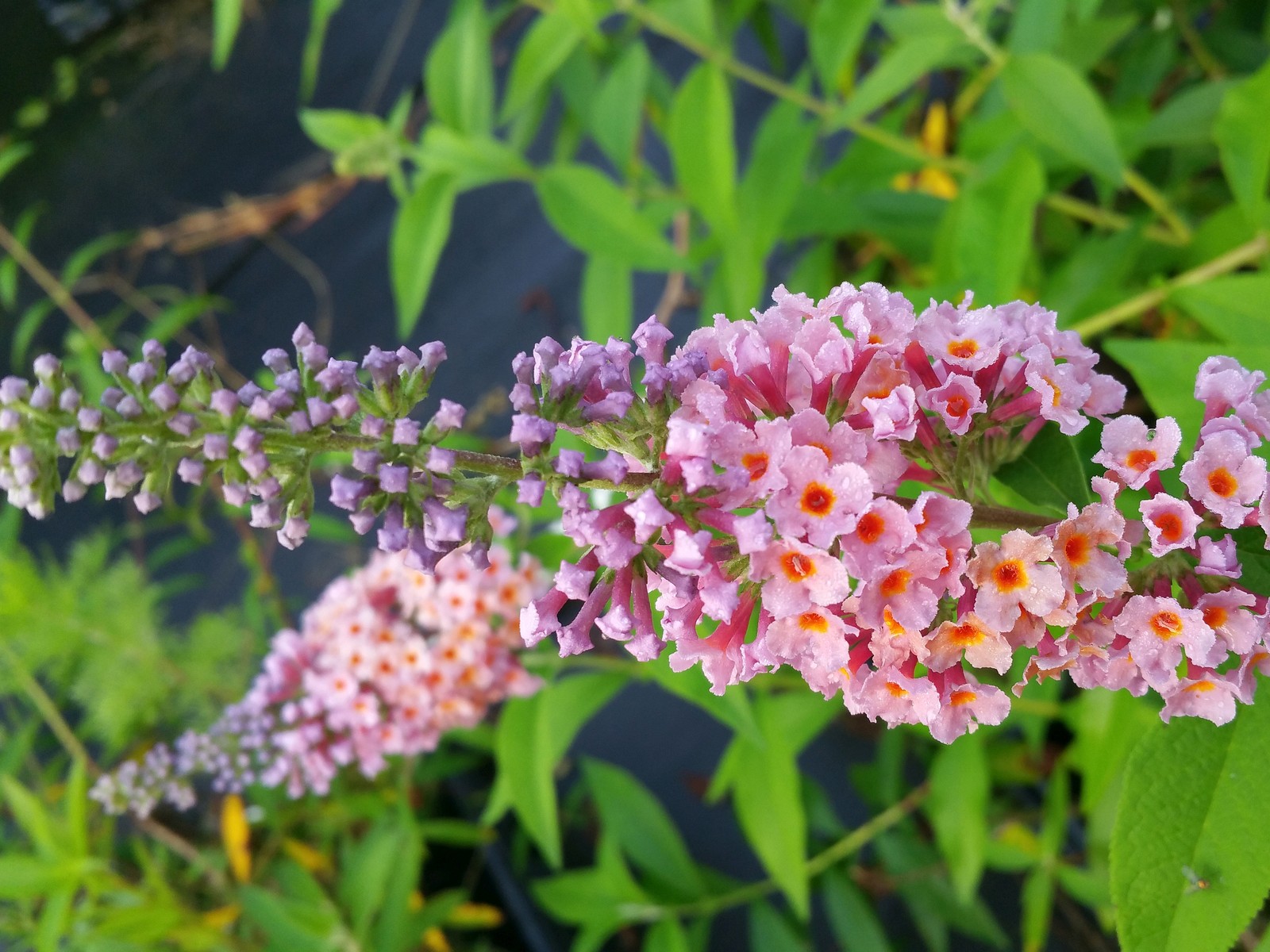 Bi-Color Flower Power, Butterfly Bush Summer Lilac Buddleia Plant, 8-10″ Tall