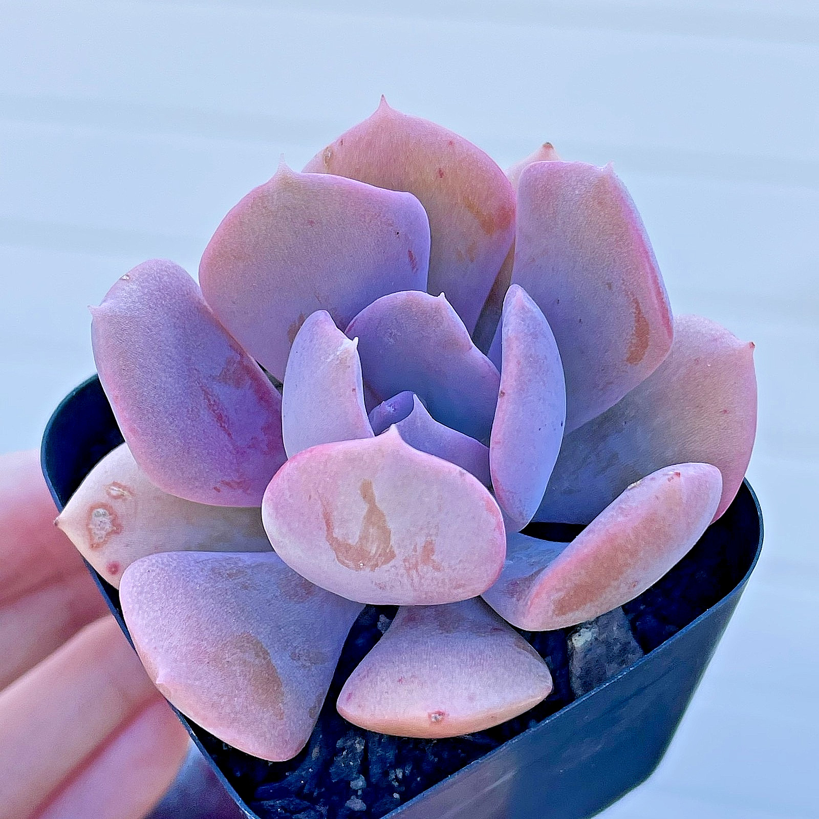 Rare Pink Succulent Echeveria Misty Lilac Rooted Live Plant Home Decor 1-2 Inch