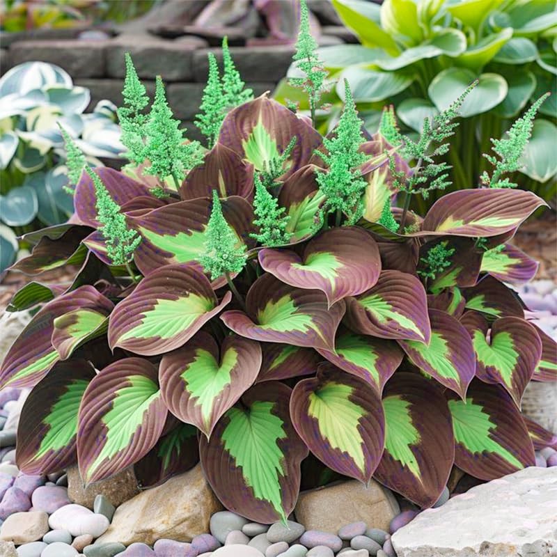 220+ Mixed Rare Hosta Seeds for Planting-Attract Pollinators Perennial…