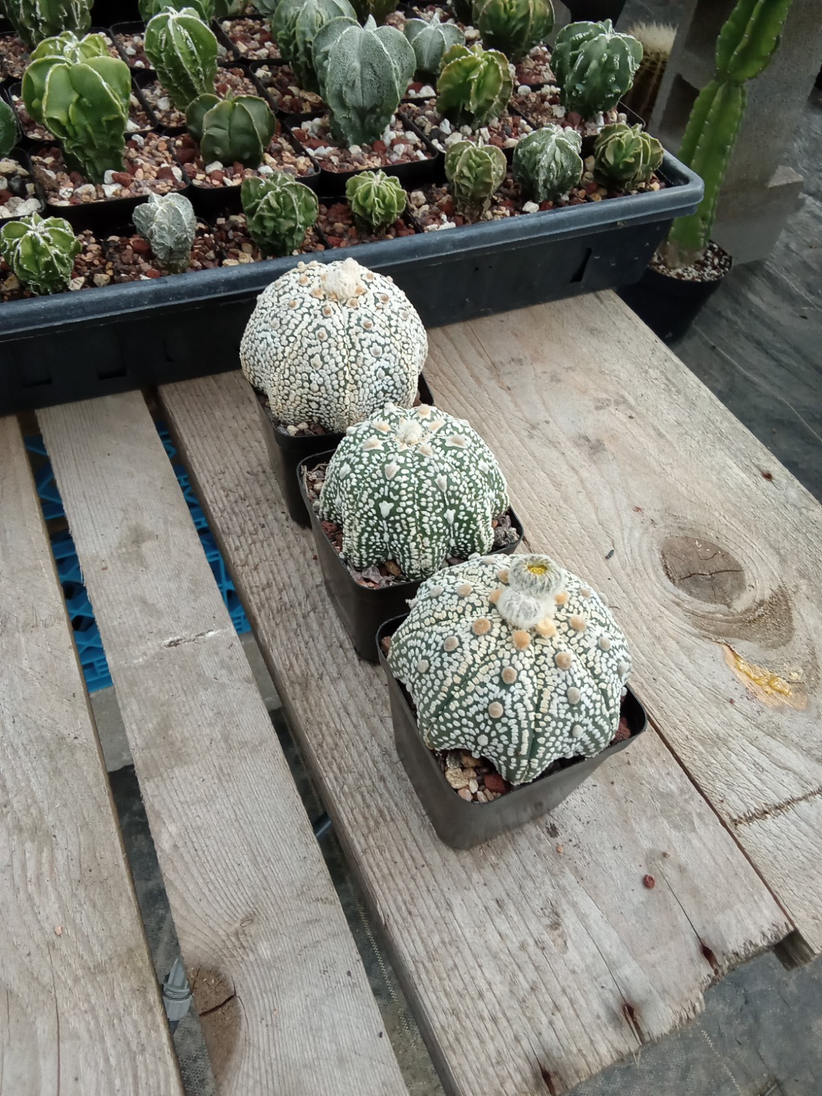 Astrophytum asterias Superkabuto big size 2.75in pot US seller