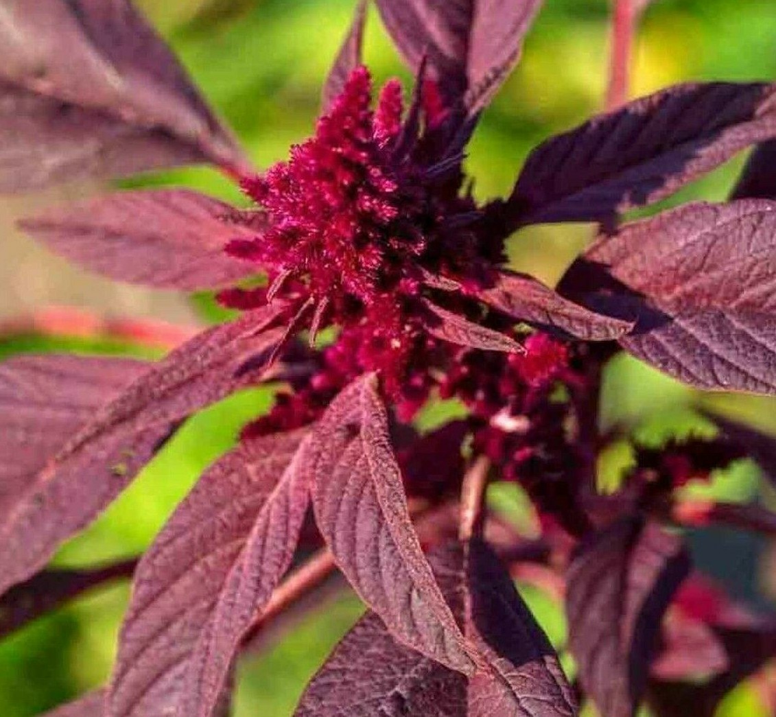 AMARANTH SEEDS 1000+ “RED GARNET” HERB garden MICRO-GREENS non-gmo FREE SHIPPING