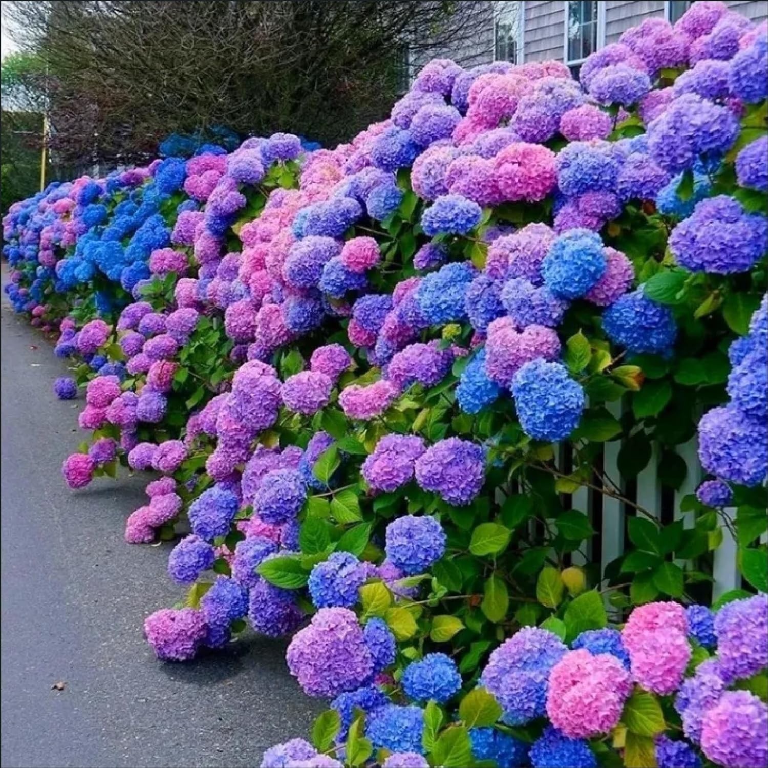 35 Perennial Hydrangea Seeds – Cultivate Colorful Blue Pink Purple Garden Blooms
