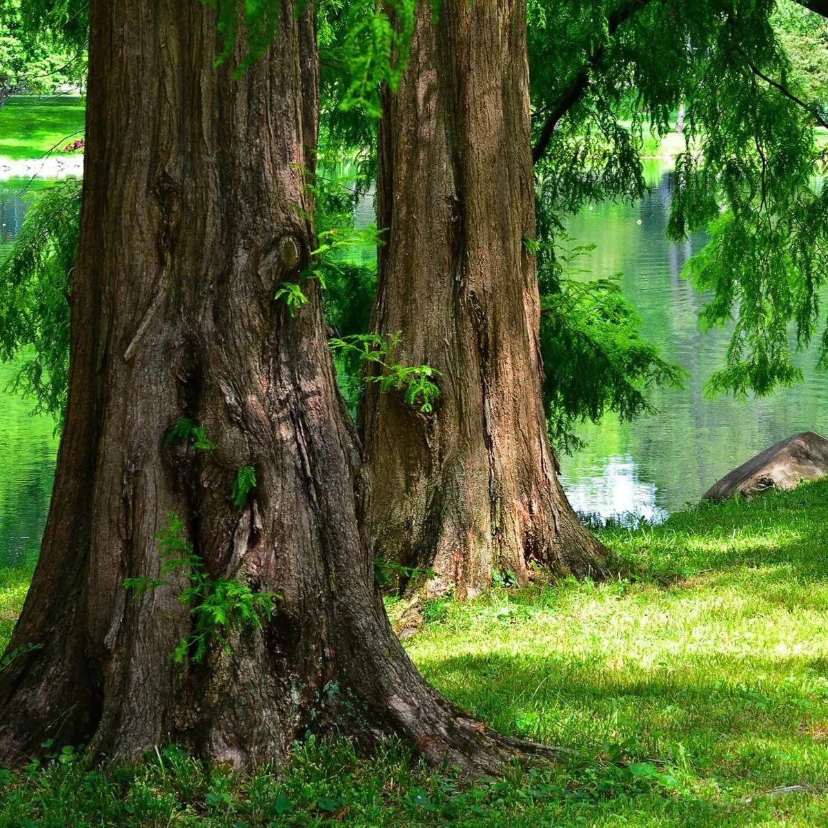 250 Dawn Redwood Seeds 2025 Fresh Harvest – Fast Growing Metasequoia