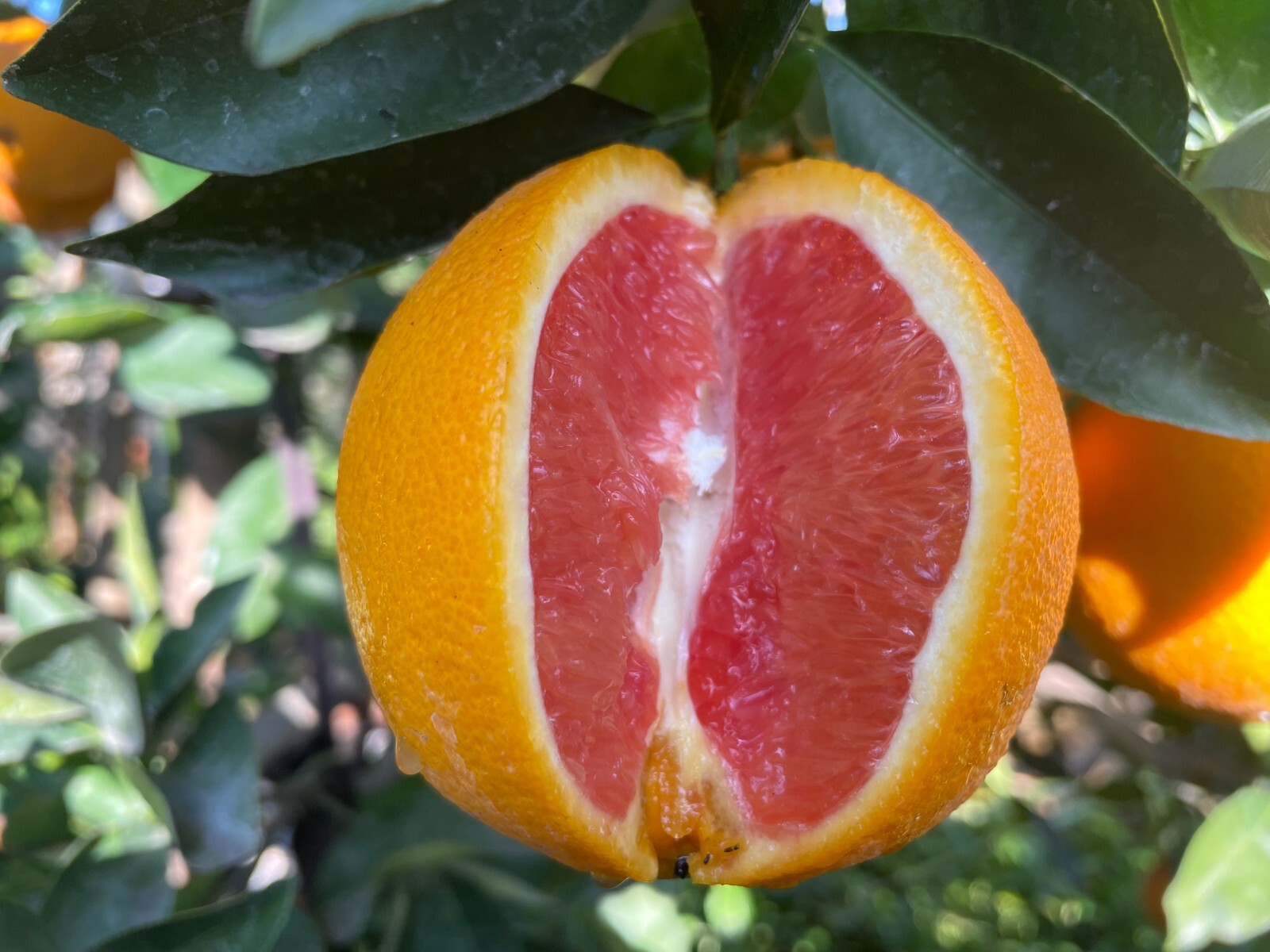 4 Ruby Valencia’ Sweet Orange Tree CUTTINGS BUD STICK For GRAFTING