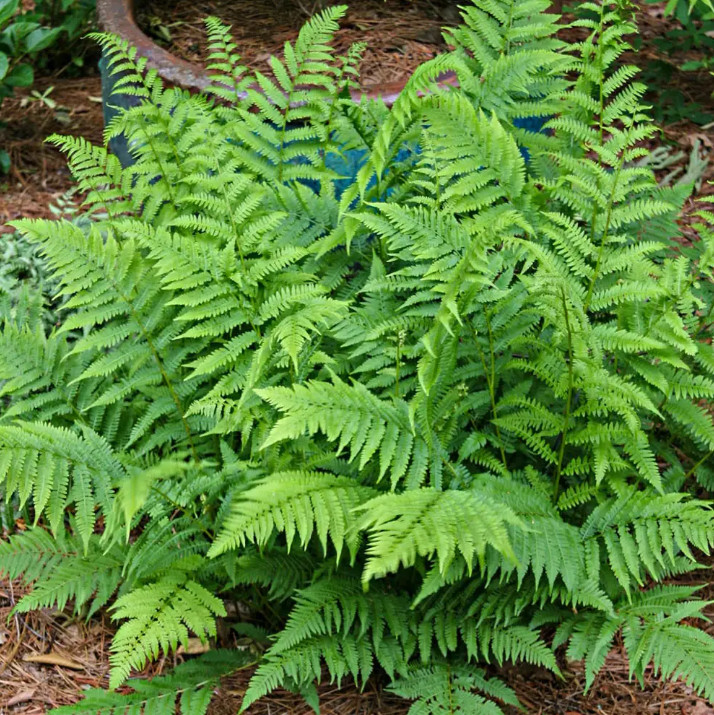 Set 5 Lady Fern Rhizomes – With No Leaf – Hardy Shade Perennial – Zones 3–8
