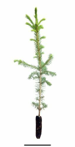 Norway Spruce bonsai starter kit(Picea abies) seedling 4 to 8 inches