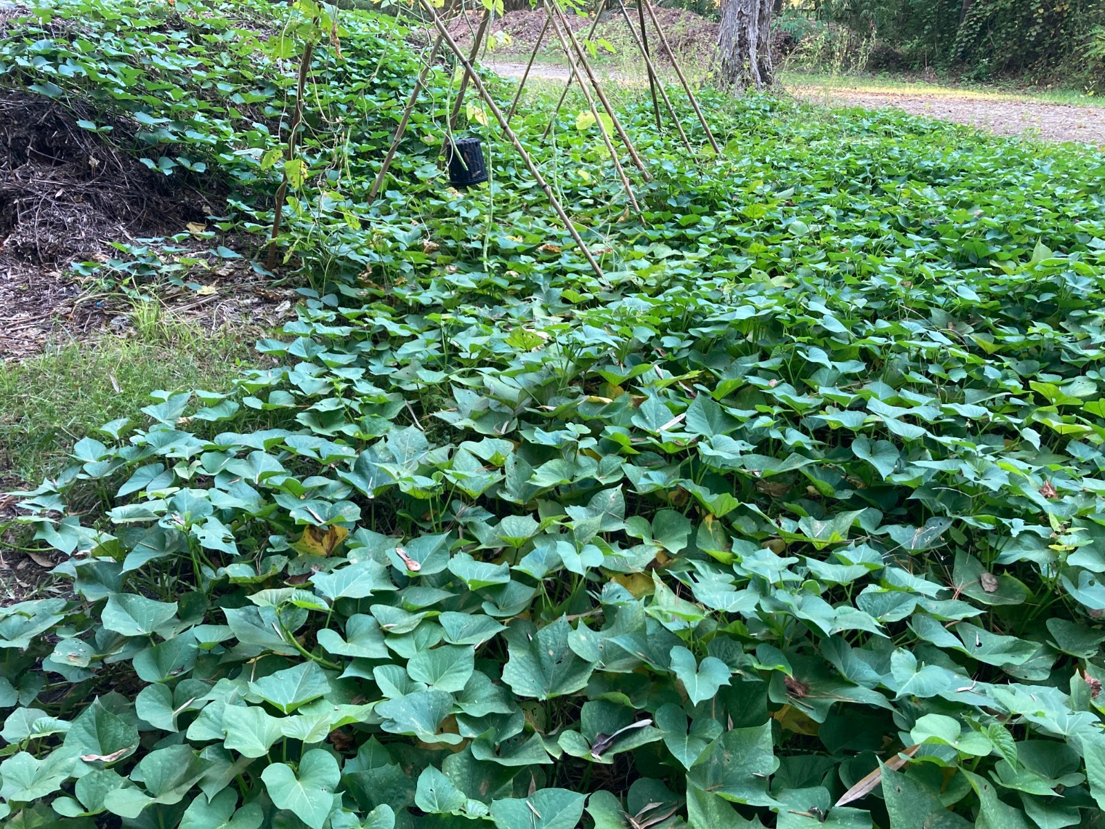 x6 Organic Okinawan sweet potato vine slips (rooted) Ready To Plant!