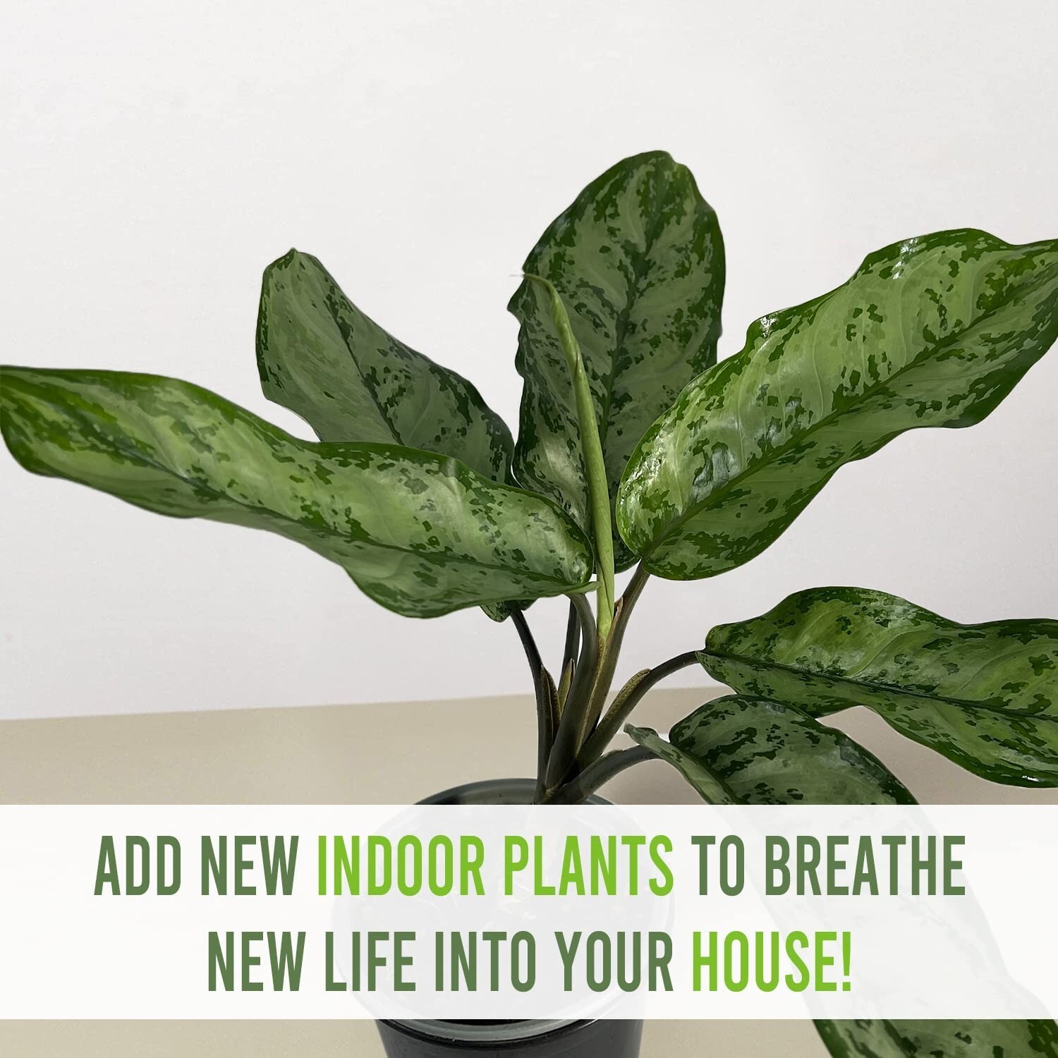 Aglaonema Silver (2pack) by LEAL PLANTS ECUADOR | Chinese Evergreen