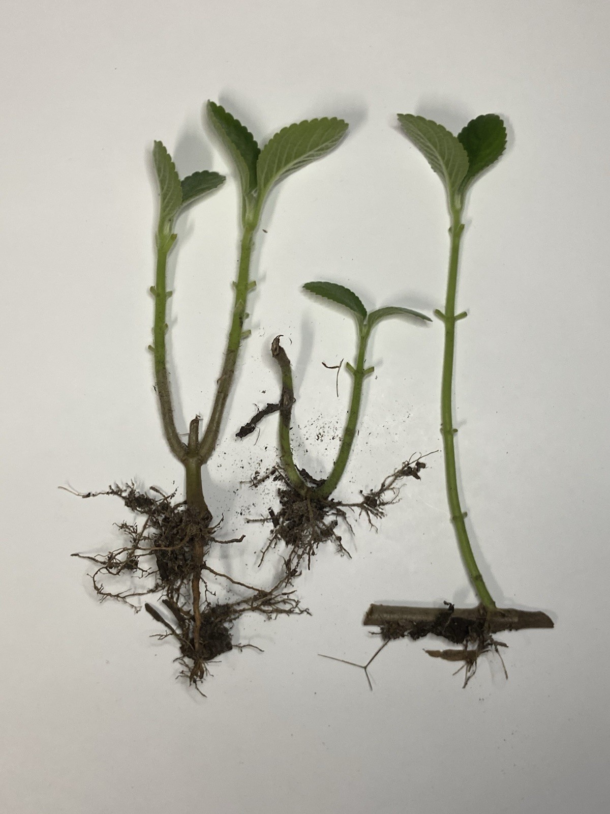 Organic Broadleaf Thyme Cuban Oregano (3) Well Rooted Cuttings Vicks Plant
