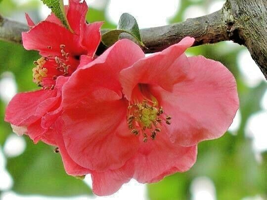 15 PINK LADY JAPANESE QUINCE SEEEDS – Chaenomeles speciosa ” Pink lady “