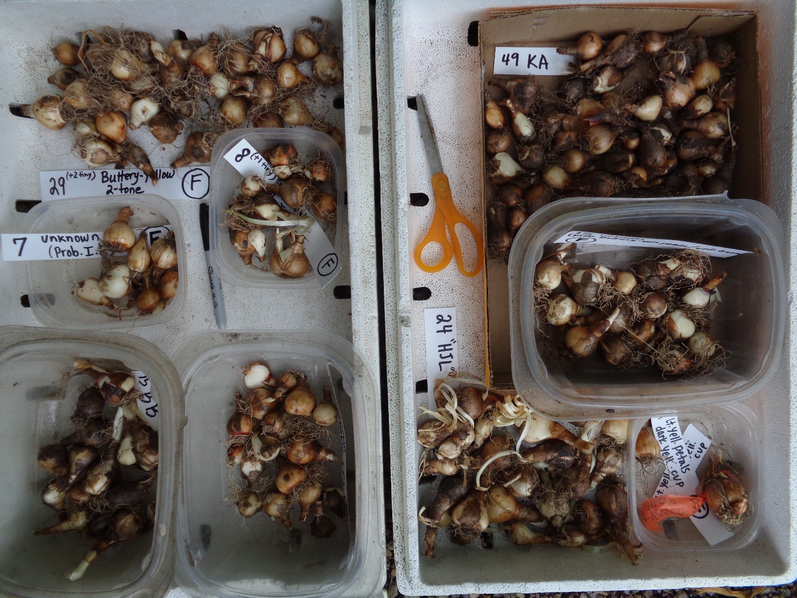 167 DAFFODIL BULBS * 6 Varieties * *PlsREAD* Jonquils Narcissus FromMyGarden
