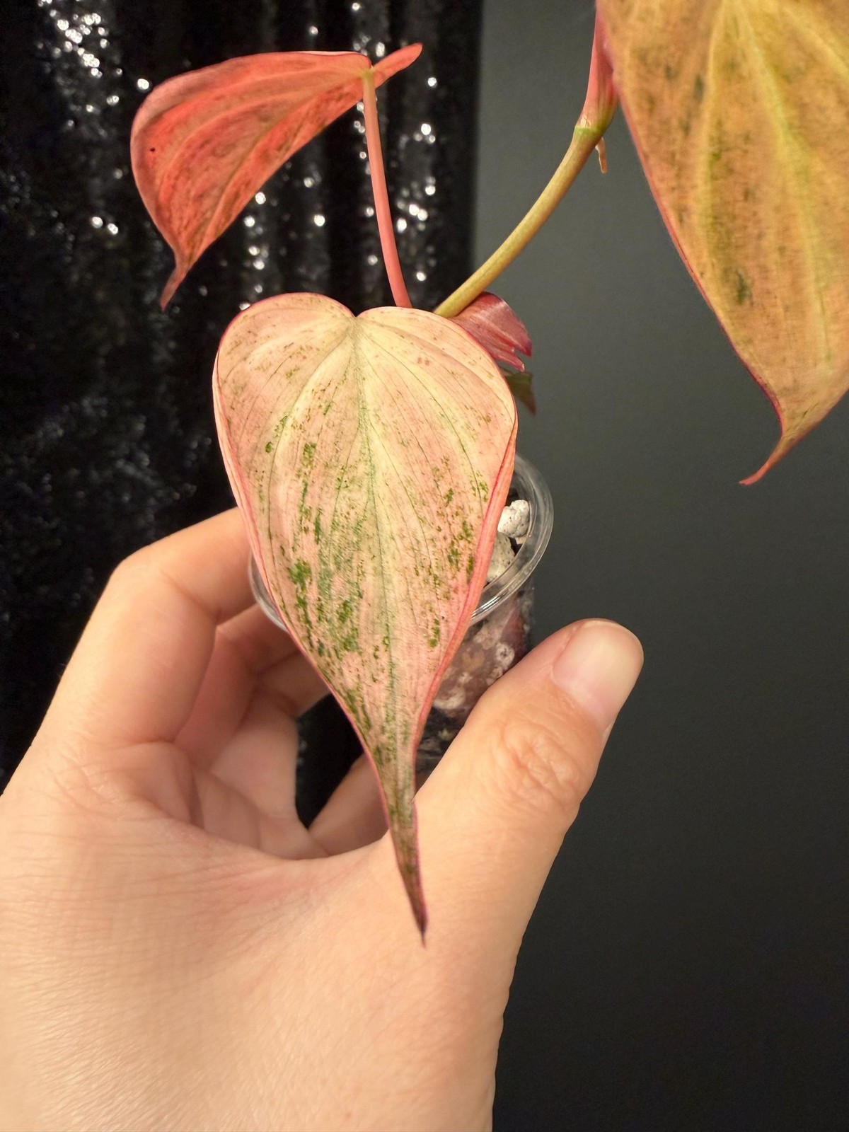 Philodendron Galaxy Dusty Pink Mint Micans, Rooted Top Cutting, US Seller