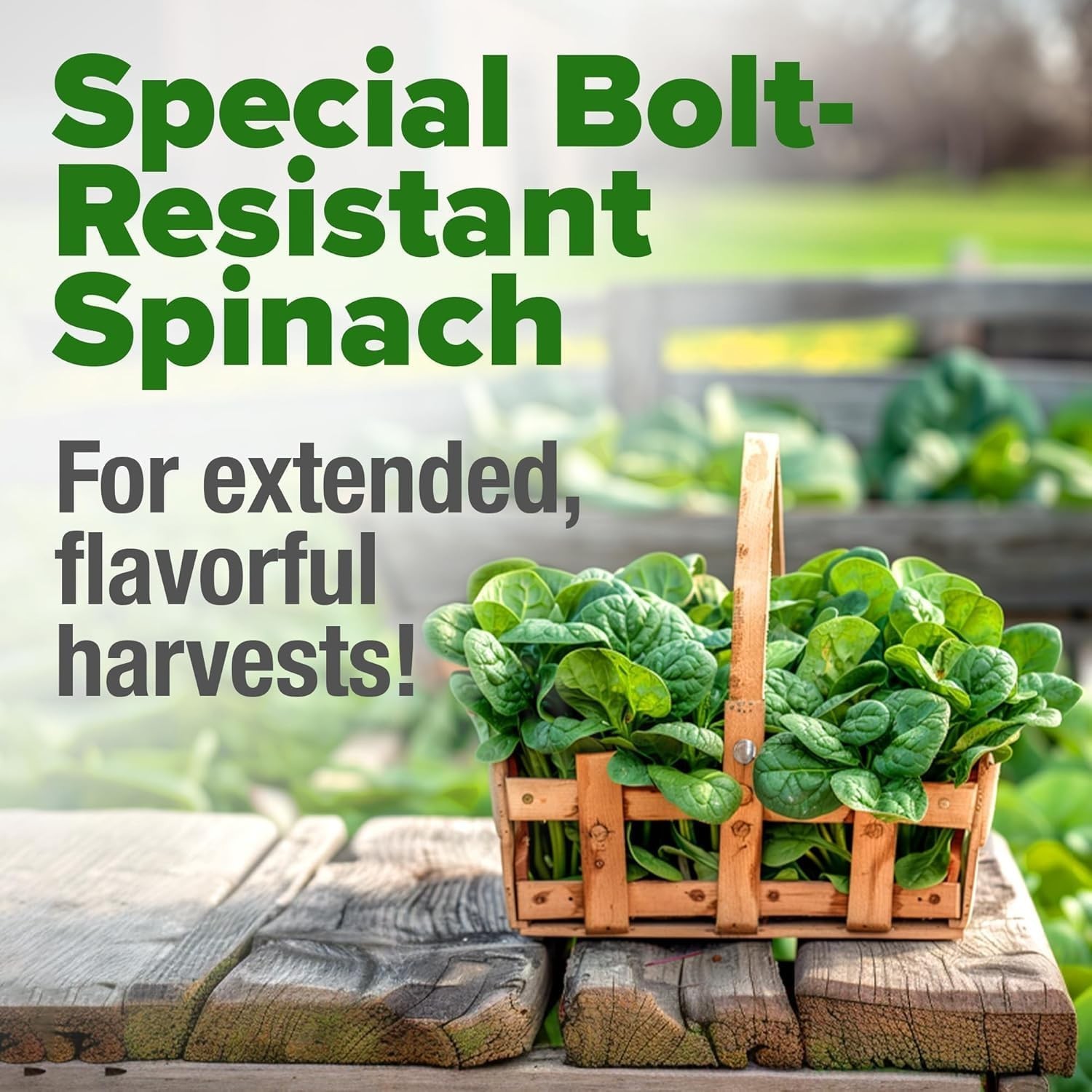 Heirloom Spinach Seeds 704+ – Low Maintenance, High Germination Success