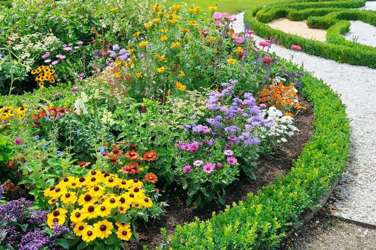 10000+ Perennial Mix Wildflower Seeds 16 Assorted of Heirloom Flower -1oz