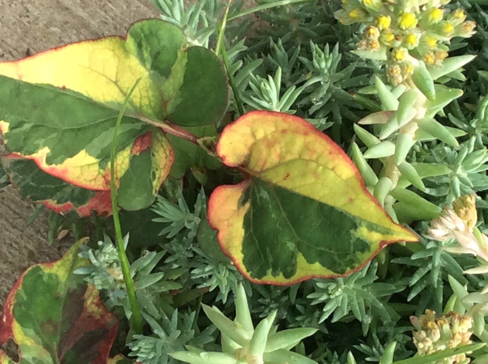 Houttuynia Cordata Fish Mint Charmeleon 10 Plants Great For Ponds (Bare Root)