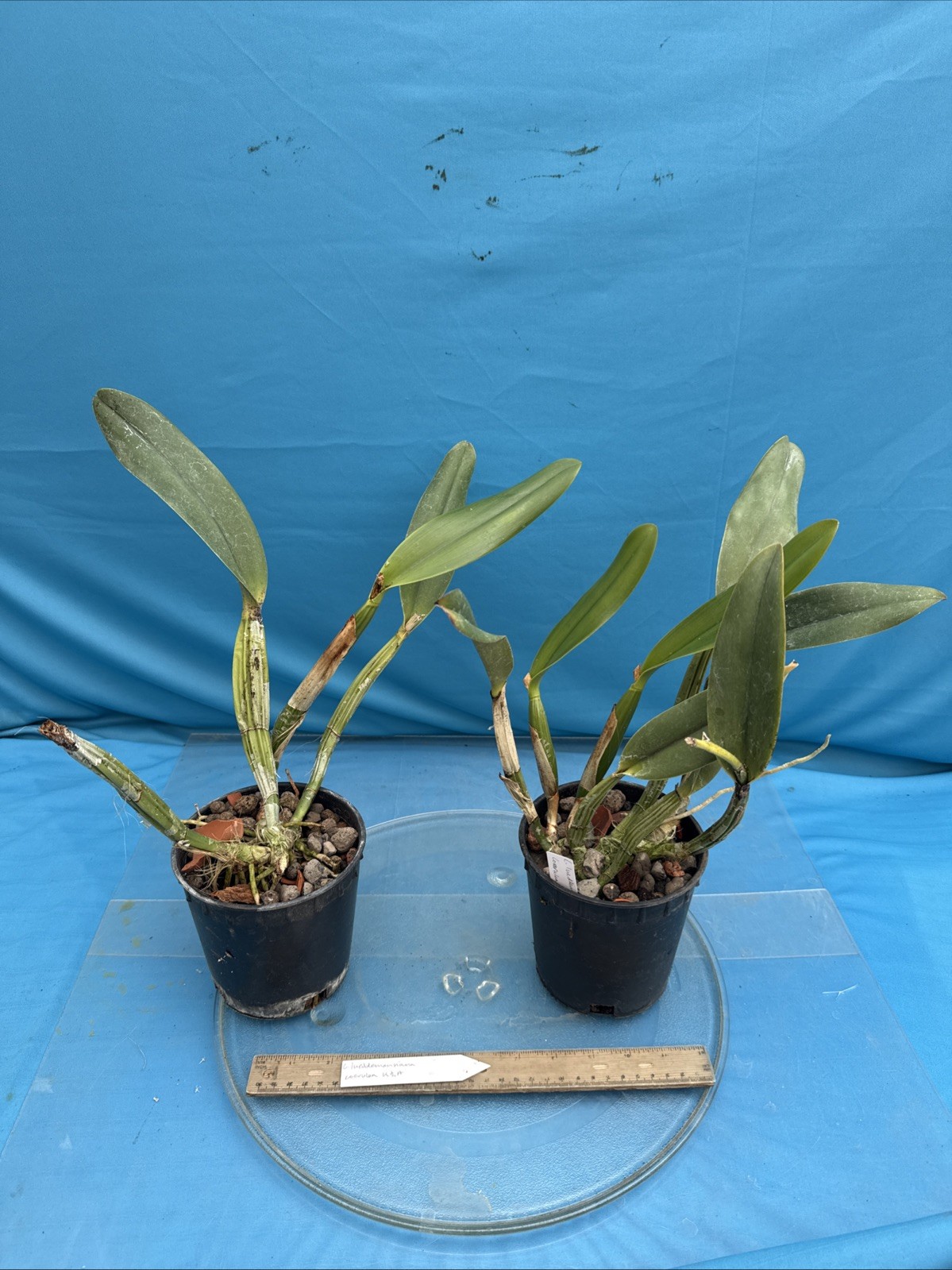 Cattleya lueddemanniana coerulea VERY NUTMEG FRAGRANT Orchid Species 5.5” Pot