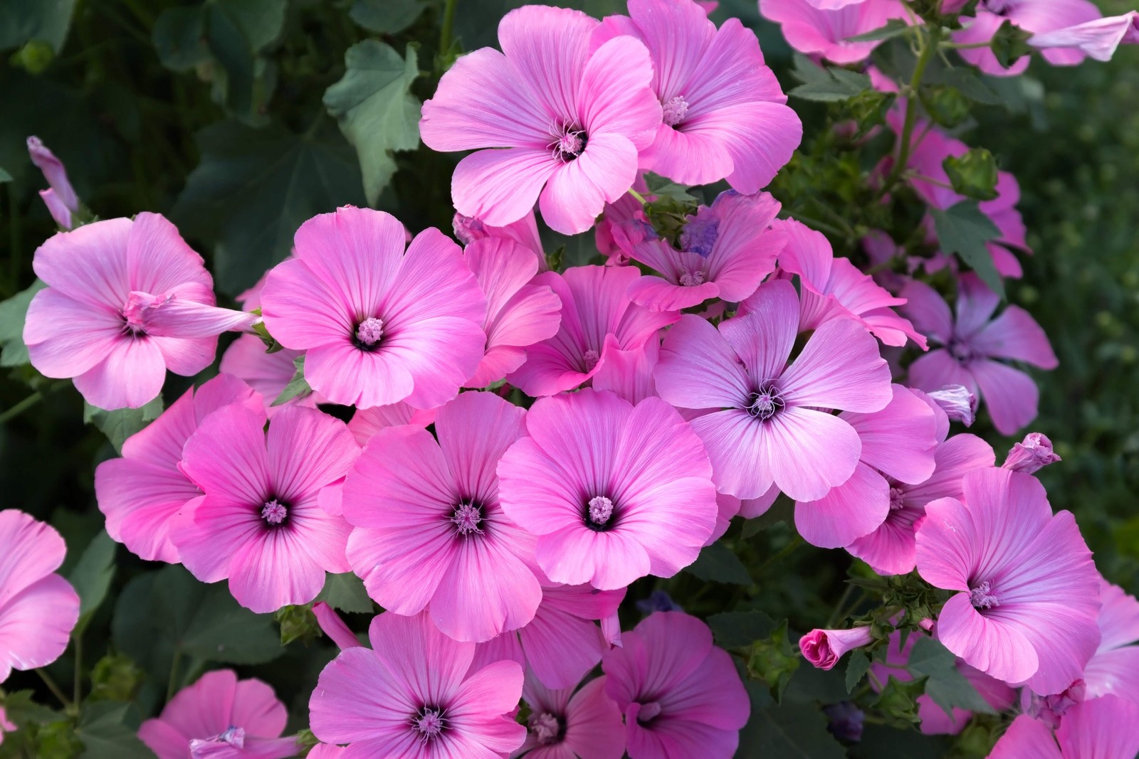 200 ROSE MALLOW (Bush Mallow) Hibiscus Lavatera Trimestris Flower Seeds