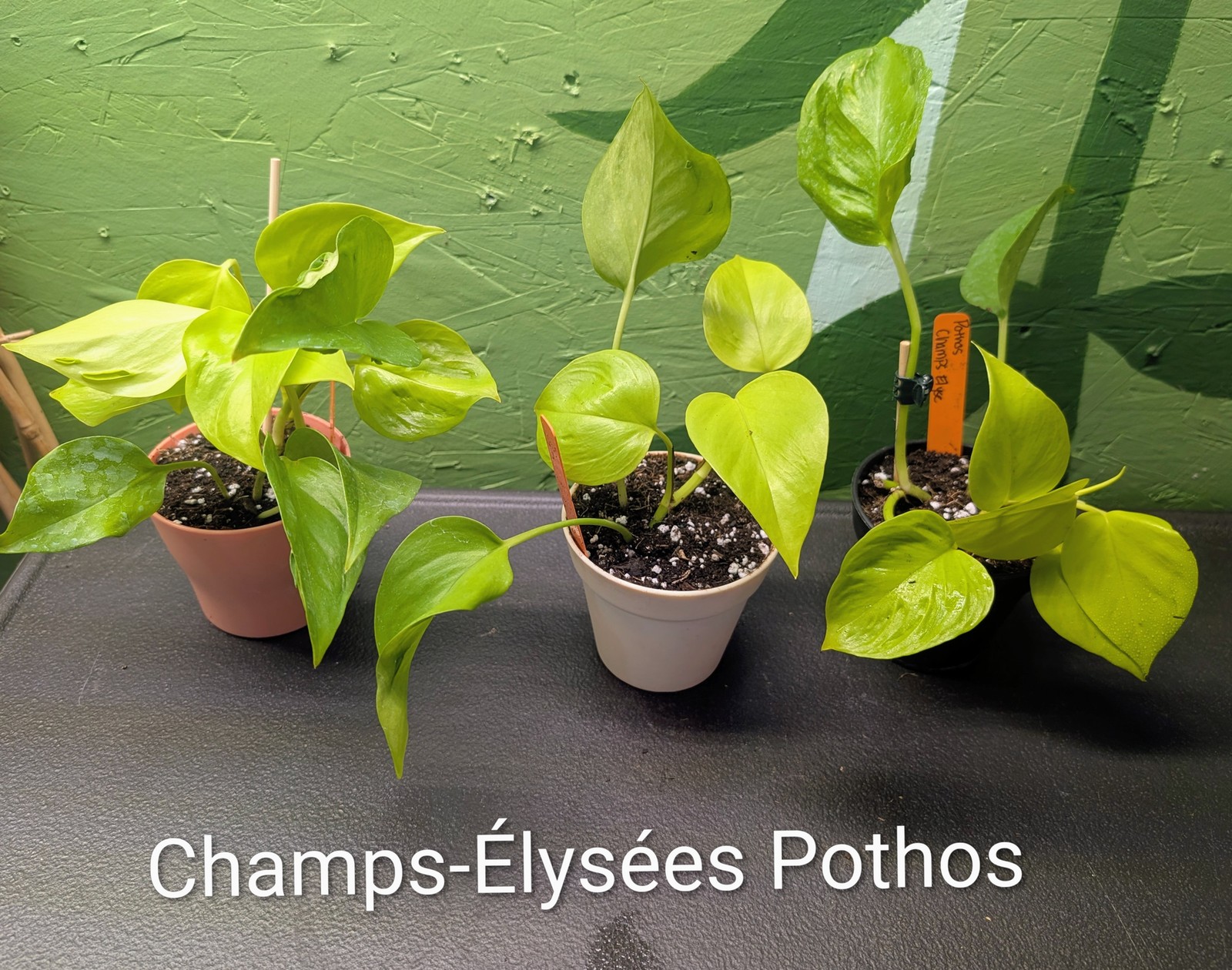Pothos Champs-Elysees