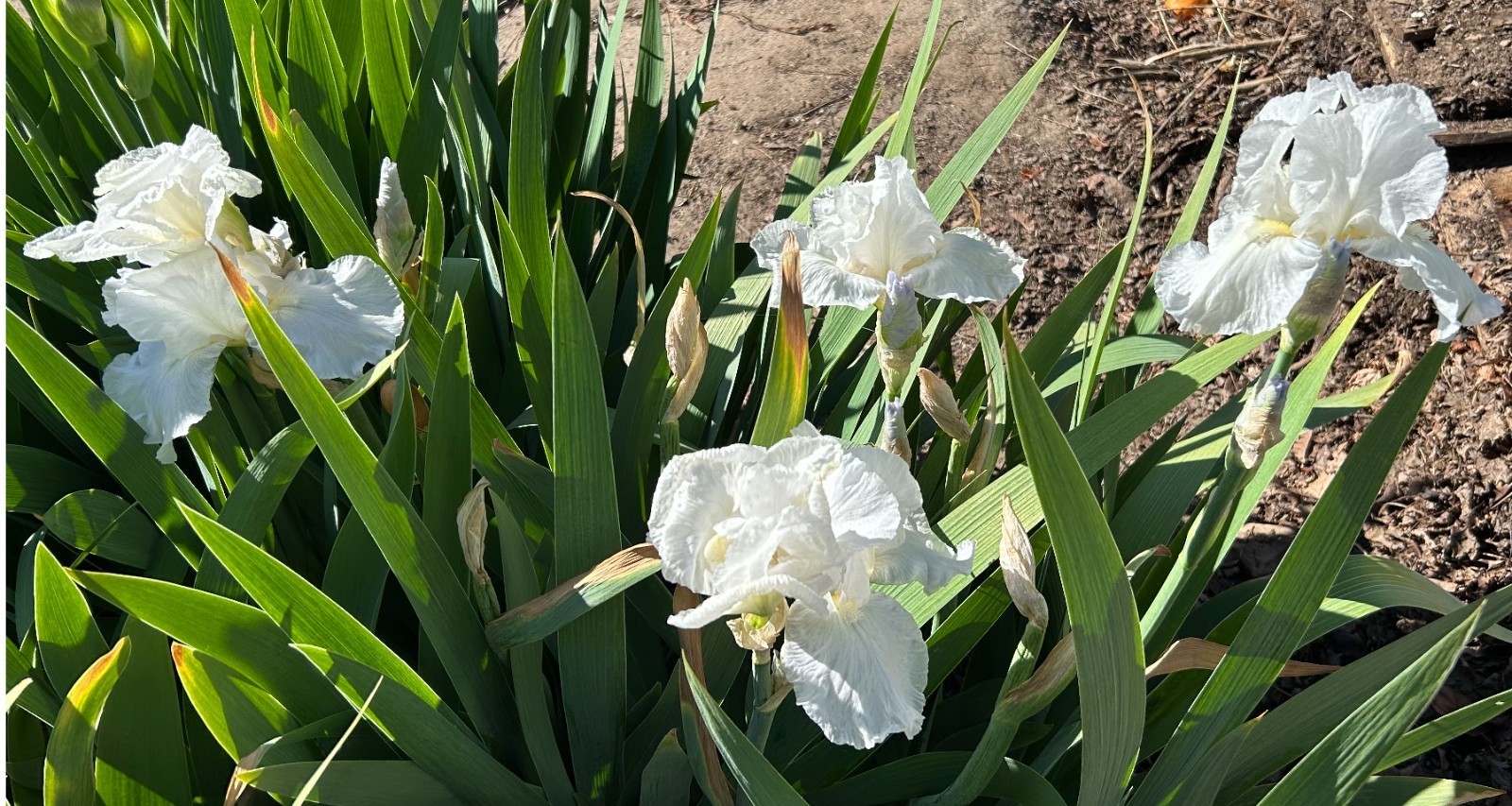 ‘Immortality’ iris rhizome + gift, combined shipping $1 each additional