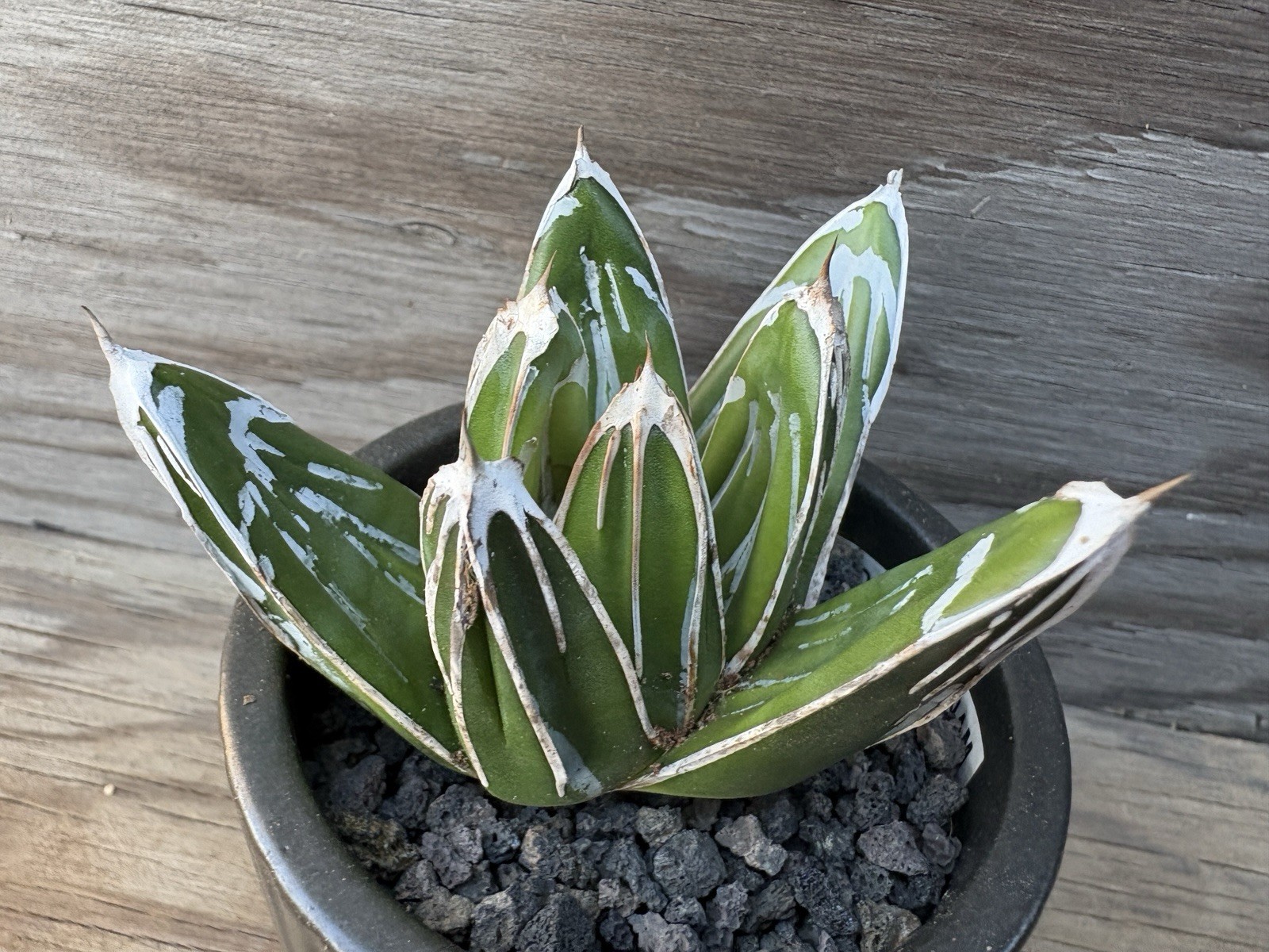 Agave ‘Glacier’ Supreme VR Selection!! – Deep Linear Ridged!!! Pintilla Rare!!