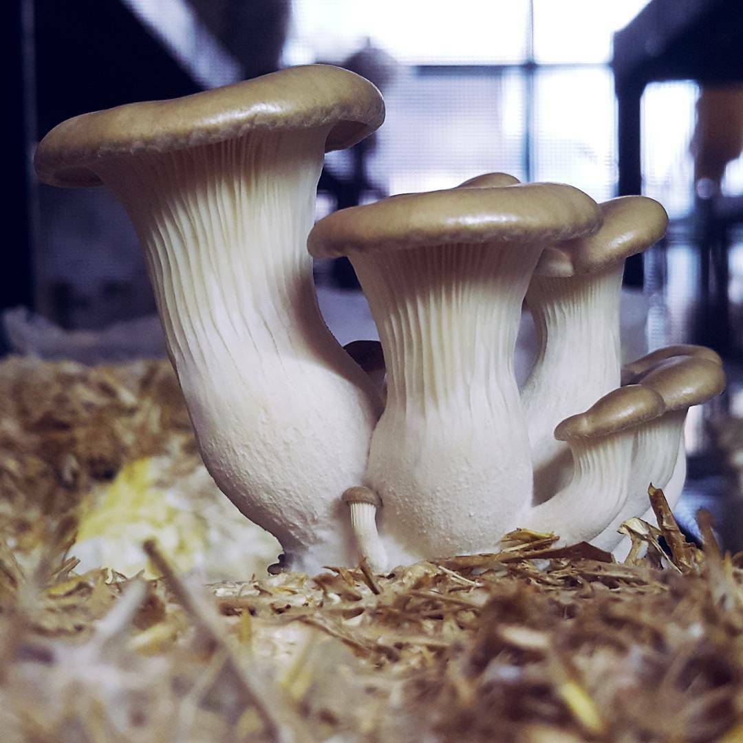 Seeds Oyster Mushroom Royal Mycelium Spawn Dried Spores Organic
