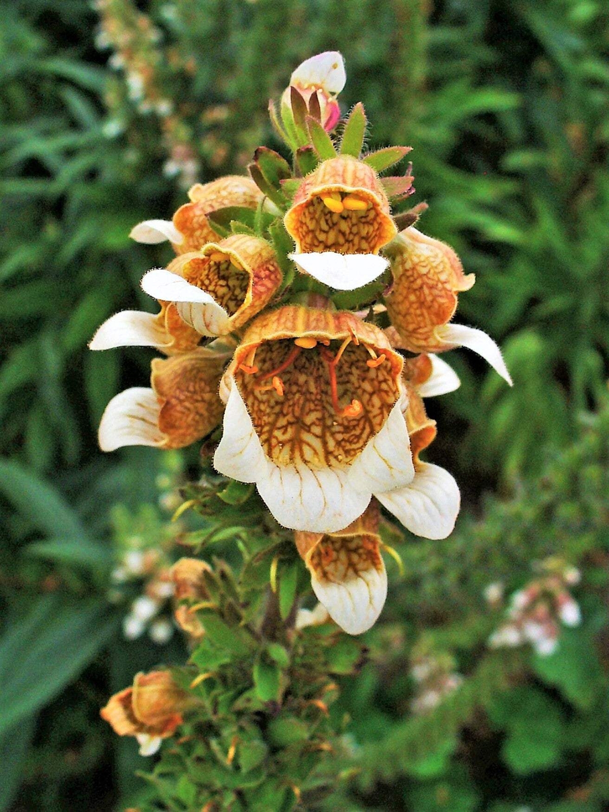 200 GRECIAN FOXGLOVE Wooly Digitalis Lanata Hummingbird White Yellow Flower Seed