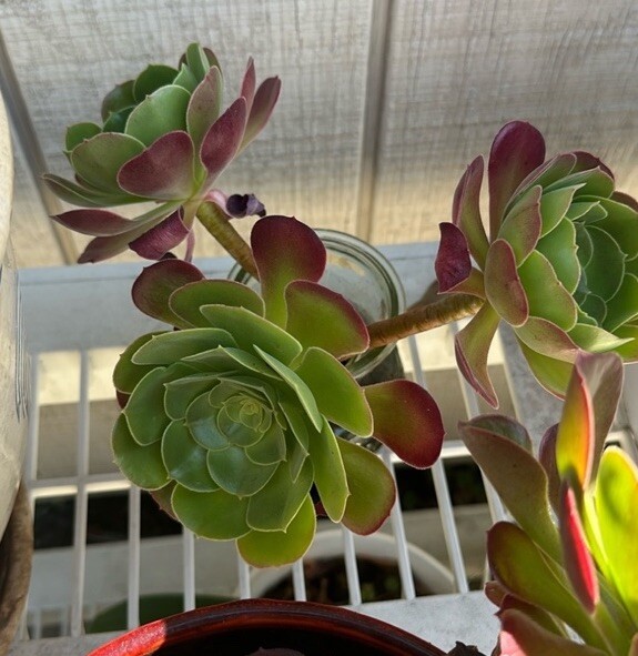 5 Fresh Stems 4-7” Tall Green /Red Aeonium Succulent Indoor Outdoor Hardy Plant