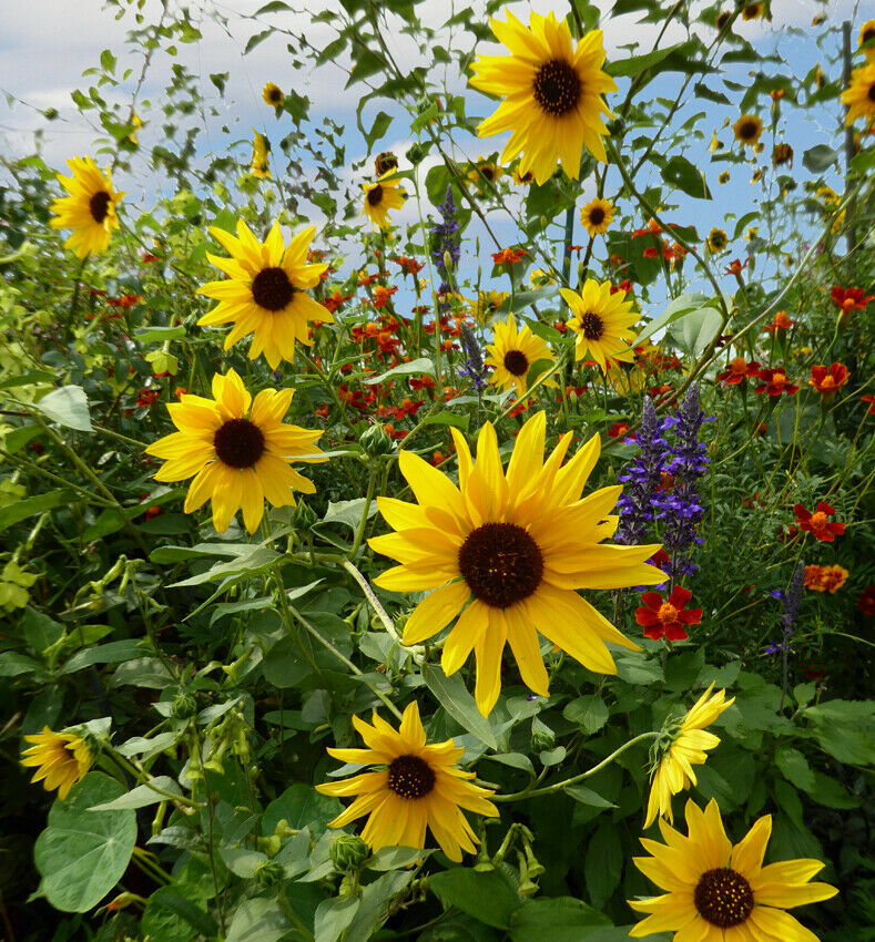 Helianthus Annuus American Wild Child Multi-Branch 4-6 inch SunFlowers~20 Seeds
