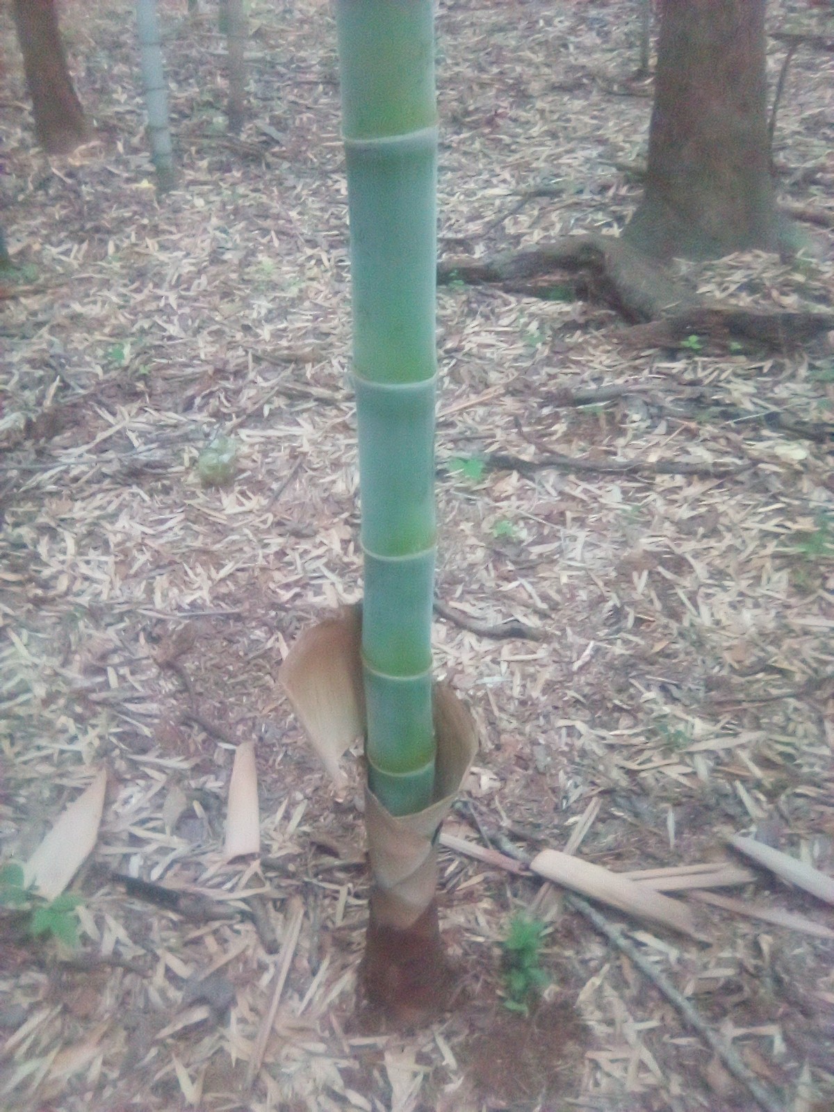 Japanese Hachiku Bamboo Live Plant