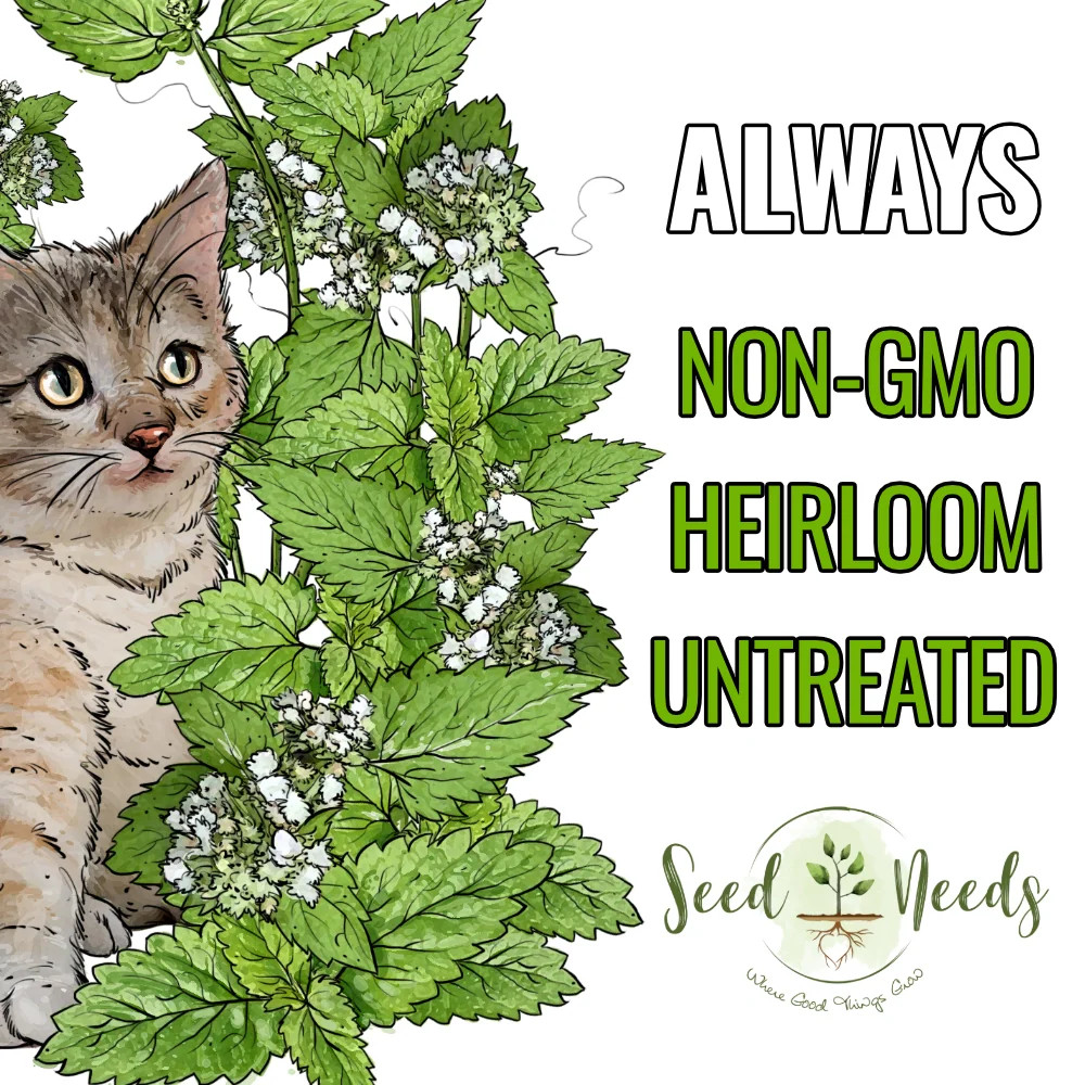 Catnip Herb Seeds For Planting (Nepeta cataria)