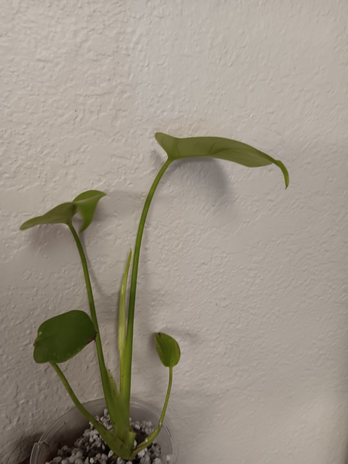 Monstera Lemon Lime Fully Established Plant 🪴