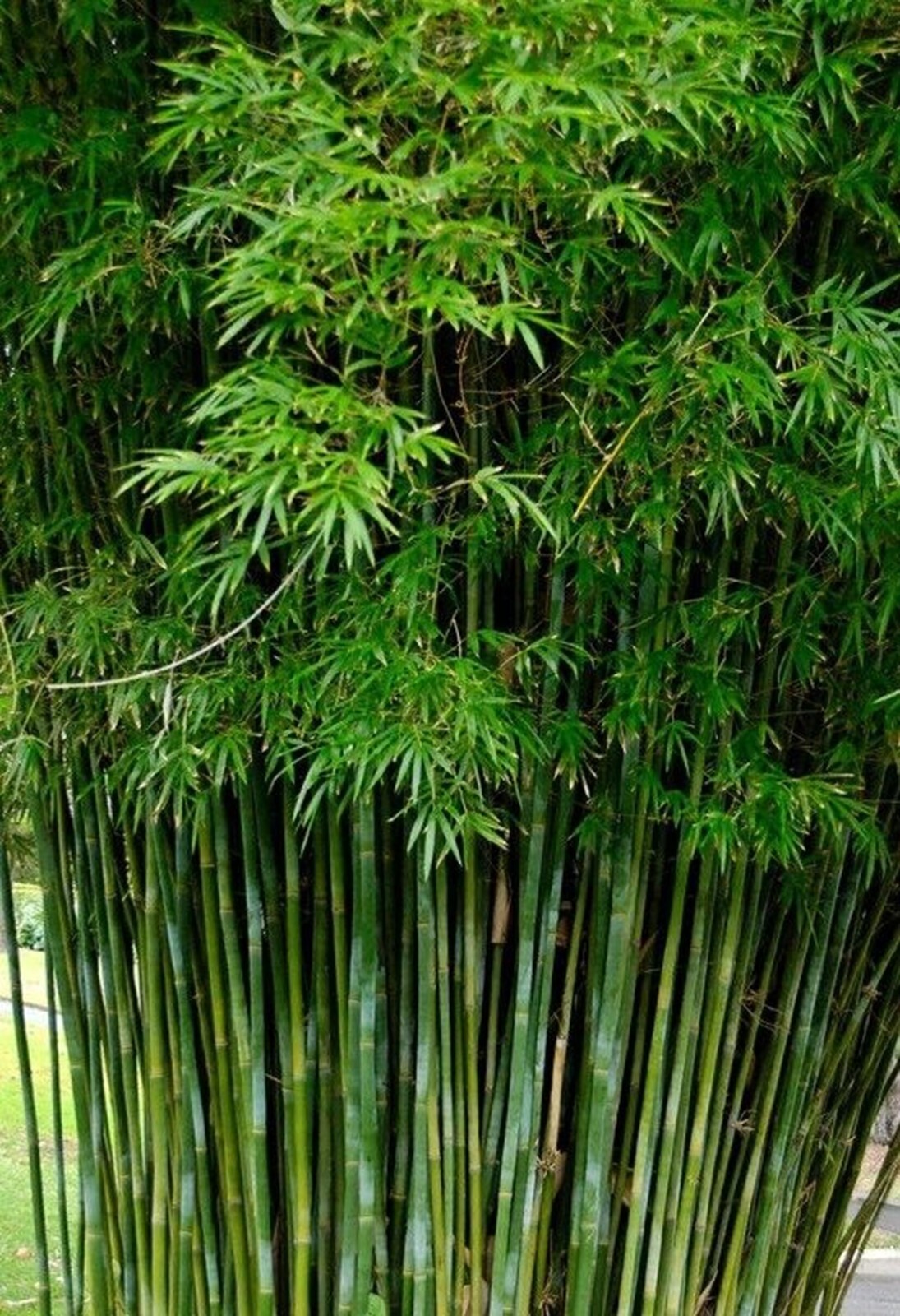 100 Seeds Bamboo “Seabreeze” Perennial Seed Ornamental Privacy Hedge