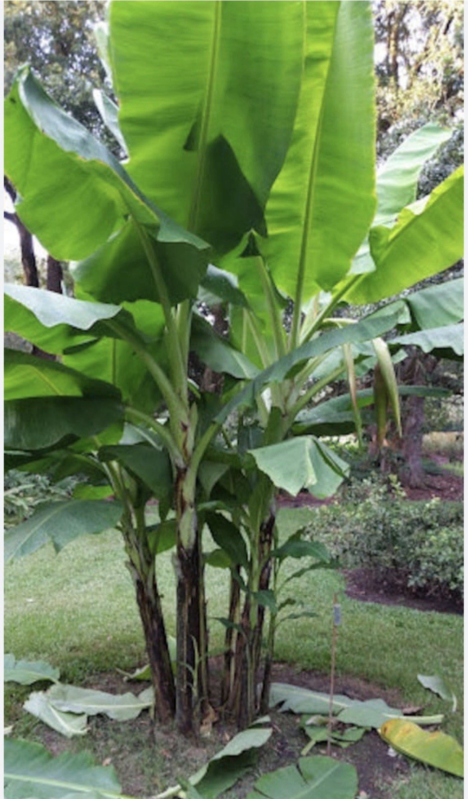 Veinte Cohol Musa Banana Plant–SMALL ROOTED STARTER PLANT