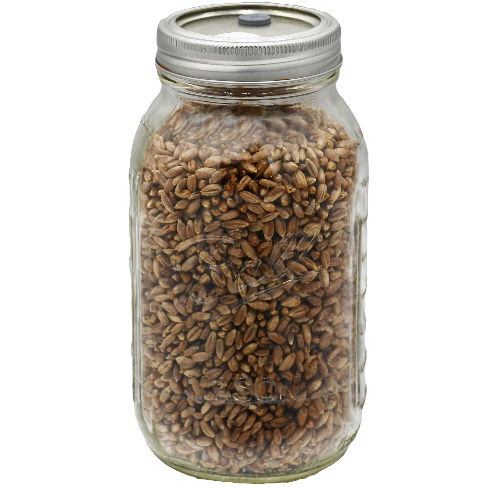 Quart Jar of Sterilized Rye Grains with Self Healing Injection Port
