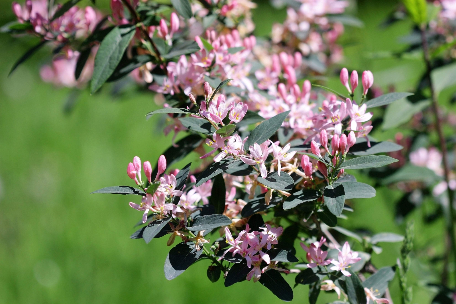50 Tatarian Asian HONEYSUCKLE Lonicera Tatarica Pink Flower Shrub Bush Seeds
