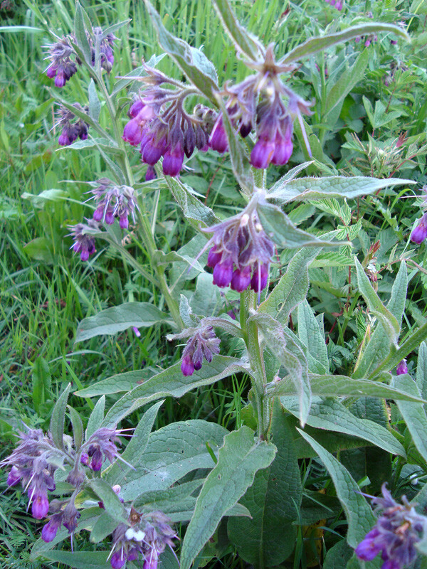 Freash Organic Comfrey Roots for Planting 15PCS Roots