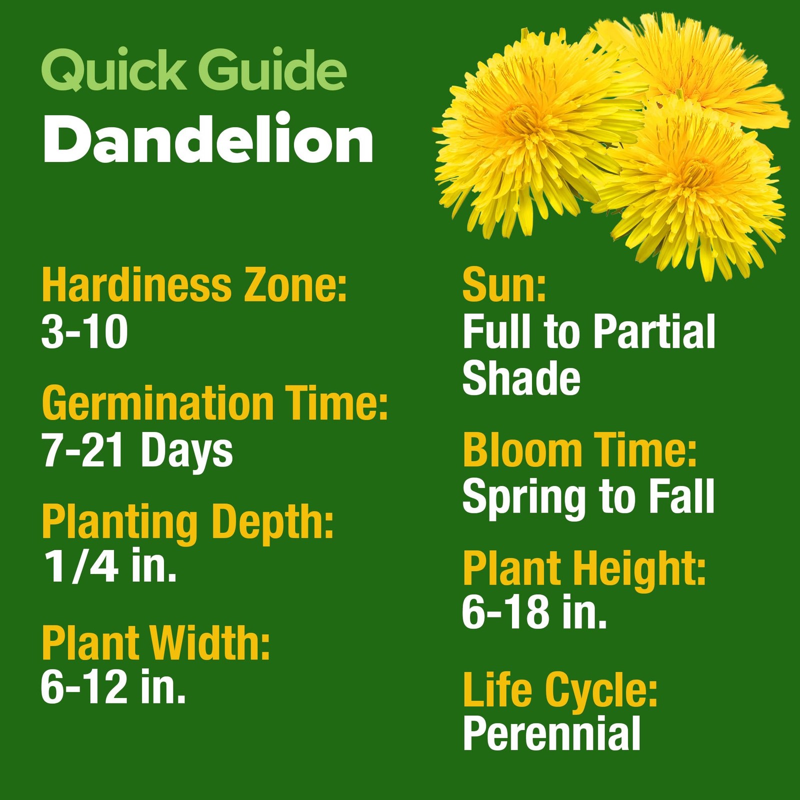 HOME GROWN Dandelion Seeds for Planting 600 Heirloom Medicinal 1-Pack, Green