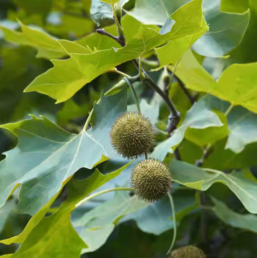 Live American Sycamore Plant (Platanus occidentalis) – Quart Pot (10–12″ Tall)