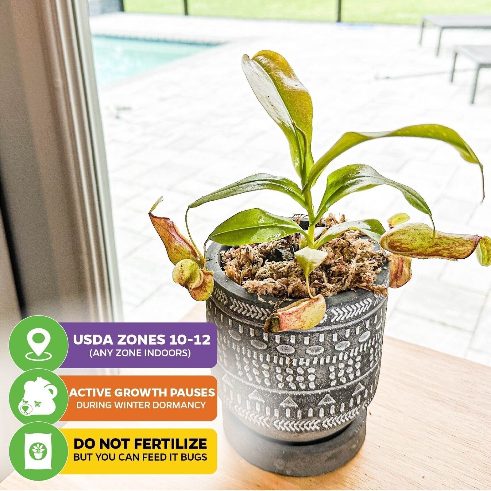 St. Gaya Pitcher Plant Carnivorous – Nepenthes – Live Plant