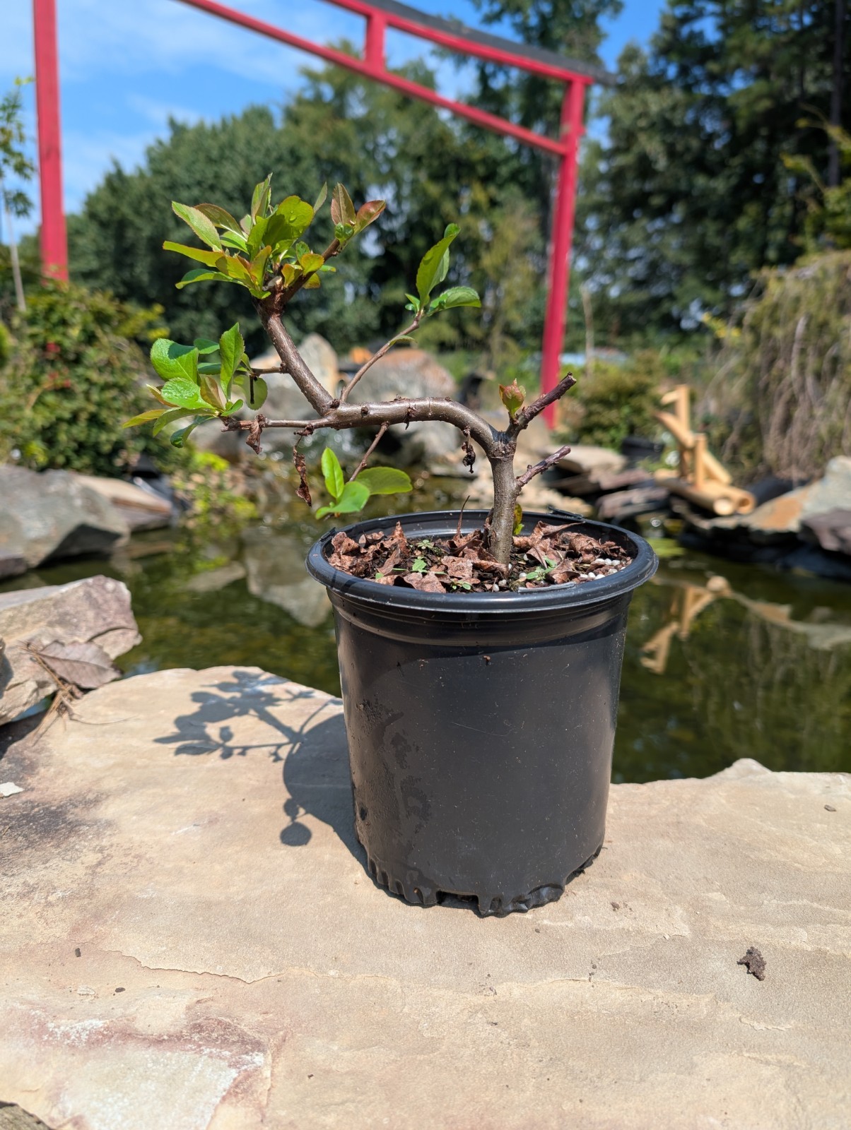 Chojuraku Quince Pre Bonsai