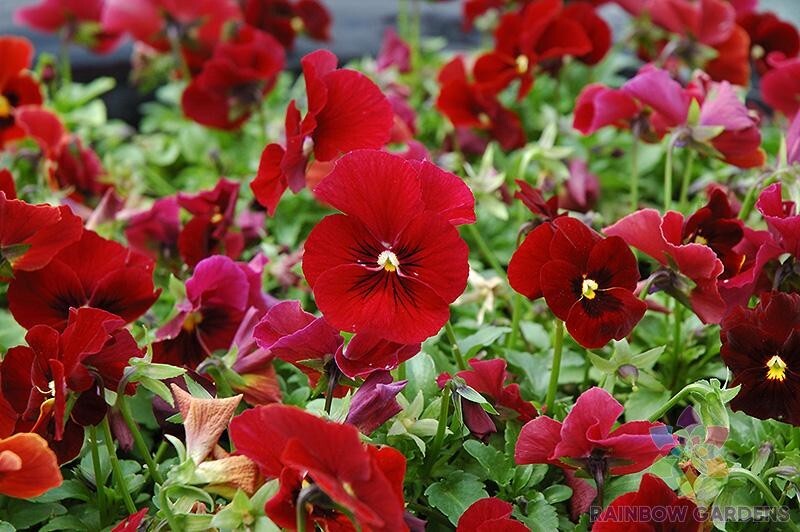 200+ Sorbet XP Red Blotch Pansy (Viola) Seeds for Garden – USA – FREE SHIPPING!