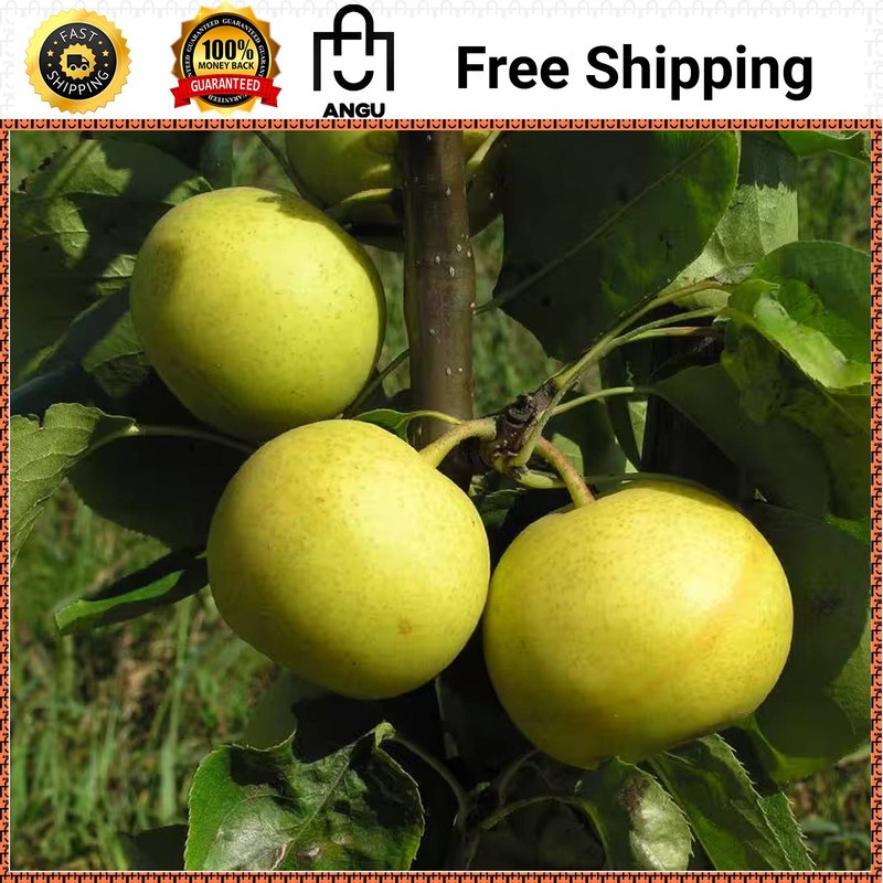 Online Orchards Dwarf Nijisseiki Asian Pear Tree Bare Root Fruit FTAS004