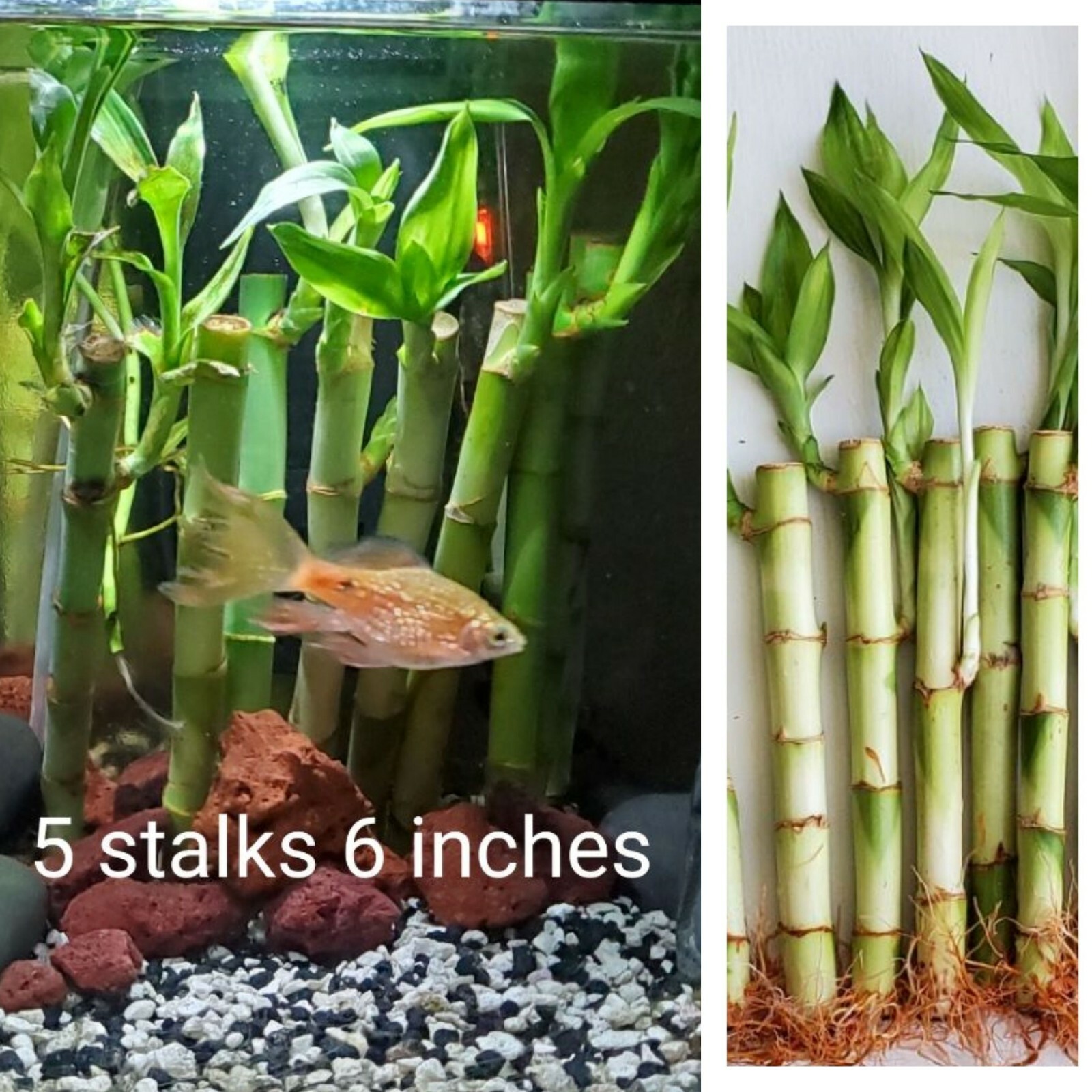 6″ Lucky Bamboo Plant 5 Stalks, Feng Shui, GIFT, LIVE PLANT Free Shipping