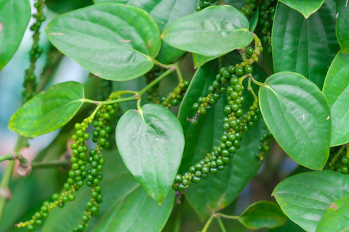 10 Seeds- Piper Nigrum =See Full Description– Peppercorn Seed Pack All Natural