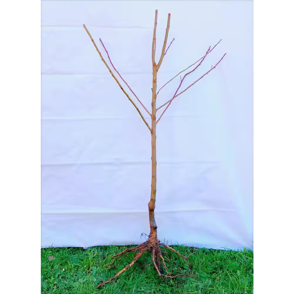 3 Ft. – 4 Ft. Tall Bare-Root Montmorency Pie Cherry Tree Free Ship NEW
