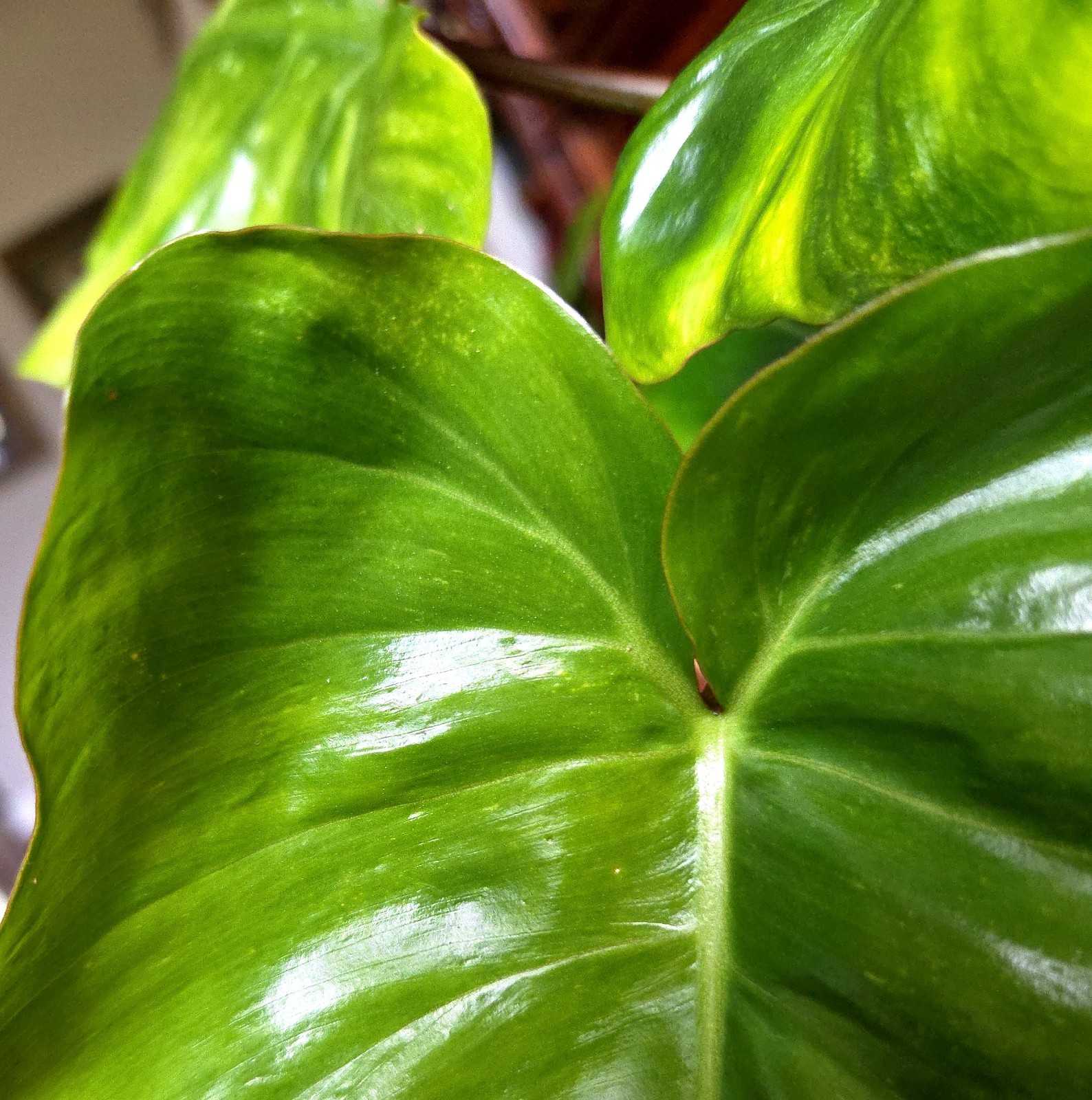Rare Philodendron Minty GOG Florida Beauty X Radiatum 22″ Tall Not Monstera